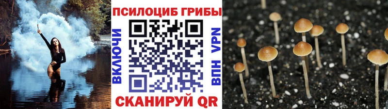 Псилоцибиновые грибы Psilocybine cubensis  Севск 